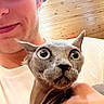 indoor, person, cat, sphynx_cat, hairless_cat, cap, young_man, hand, wooden_ceiling, light, portrait, closeup, animal, pet, face, expression, holding, casual, smile, eyes