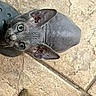 sphynx_cat, cat, pet, hairless_cat, curious, looking_up, floor_tile, shoe, indoor, green_eyes, animal, mammal, cute, domestic_cat, whiskers, ears, floor, carpet, tile_grout, close_up