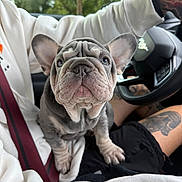 Luna joined the competition — help win amazing prizes! french_bulldog, puppy, dog, pet, car_interior, lap, person, sweatshirt, seatbelt, steering_wheel, tattoo, shorts, window, trees, daylight, cute, wrinkles, ears, looking_up, closeup