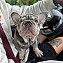 french_bulldog, puppy, dog, pet, car_interior, lap, person, sweatshirt, seatbelt, steering_wheel, tattoo, shorts, window, trees, daylight, cute, wrinkles, ears, looking_up, closeup