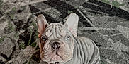 Luna is registered to the contest to win money with this photo: dog, puppy, french_bulldog, wrinkles, carpet, indoor, pet, cute, looking_up, ears, small, animal, fur, young, domestic_animal, floor, adorable, companion, friendly, canine