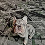 dog, puppy, french_bulldog, wrinkles, carpet, indoor, pet, cute, looking_up, ears, small, animal, fur, young, domestic_animal, floor, adorable, companion, friendly, canine