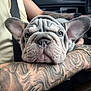 Luna is registered to the contest to win money with this photo: french_bulldog, puppy, dog, tattoo, arm, close_up, wrinkles, ears, car_interior, seatbelt, person, resting, cute, pet, animal, portrait, soft_lighting, blurred_background, indoor, human