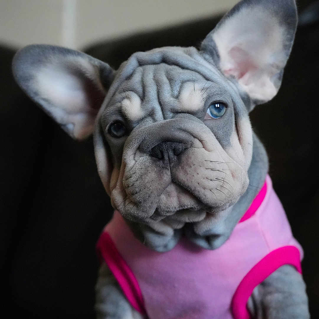 Luna is registered to the contest to win money with this photo: animal, blue_eyes, closeup, couch, cute, dog, domestic_animal, ears, expression, face, french_bulldog, fur, indoor, pet, pink_shirt, portrait, puppy, sitting, wrinkles, young