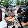 Luna is registered to the contest to win money with this photo: dog, french_bulldog, puppy, tattoo, hand, car_interior, steering_wheel, seat, window, nature, greenery, relaxation, pet, animal, person, casual_clothing, sitting, close_up, happy, scratching