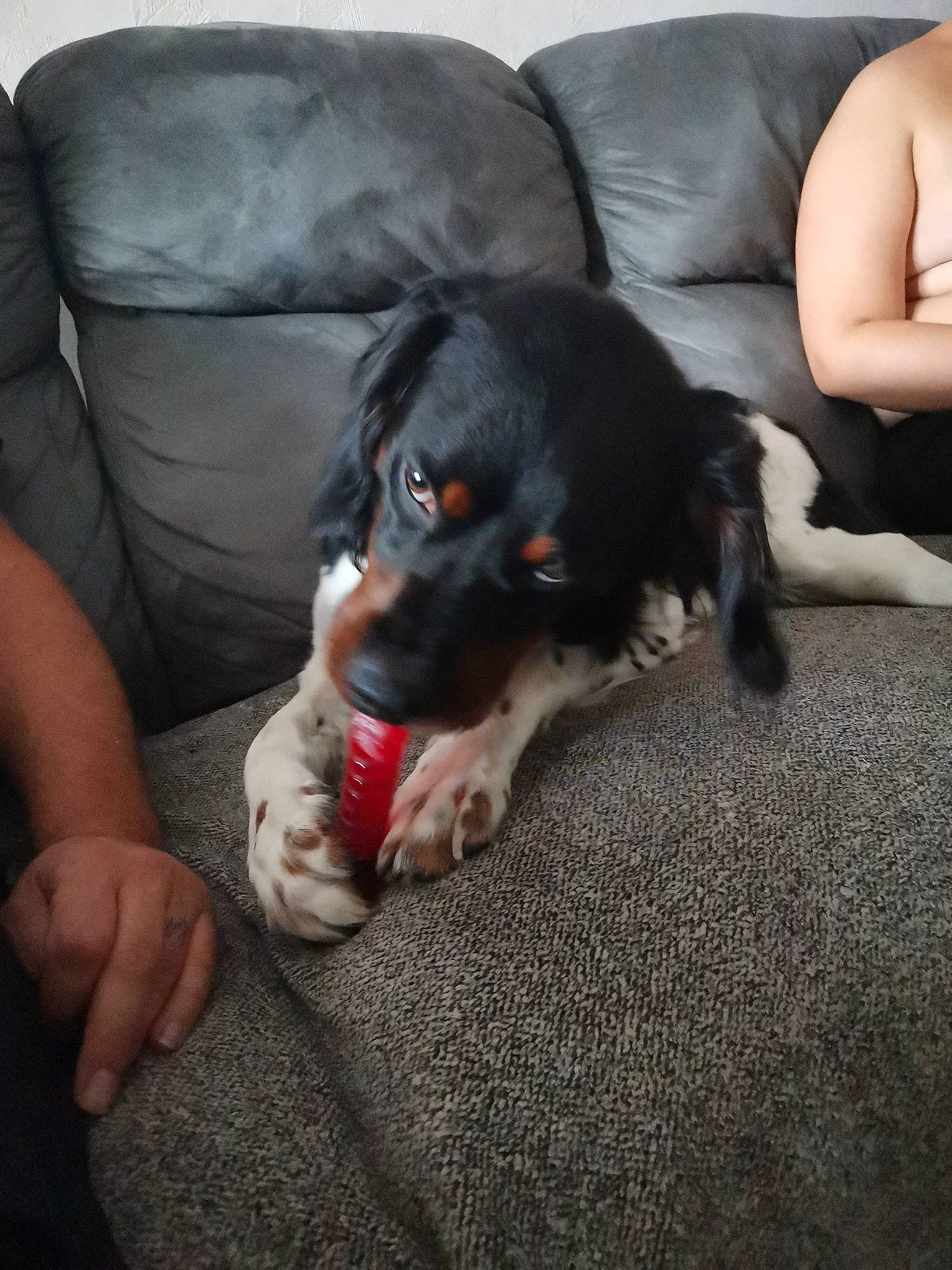 Venom a rejoint le concours — aidez-le/la à gagner de superbes lots ! canidae, carnivore, comfort, companion_dog, couch, dog, dog_breed, fur, lap, living_room, nap, paw, puppy, sitting, snout, sporting_group, tail, working_animal, working_dog