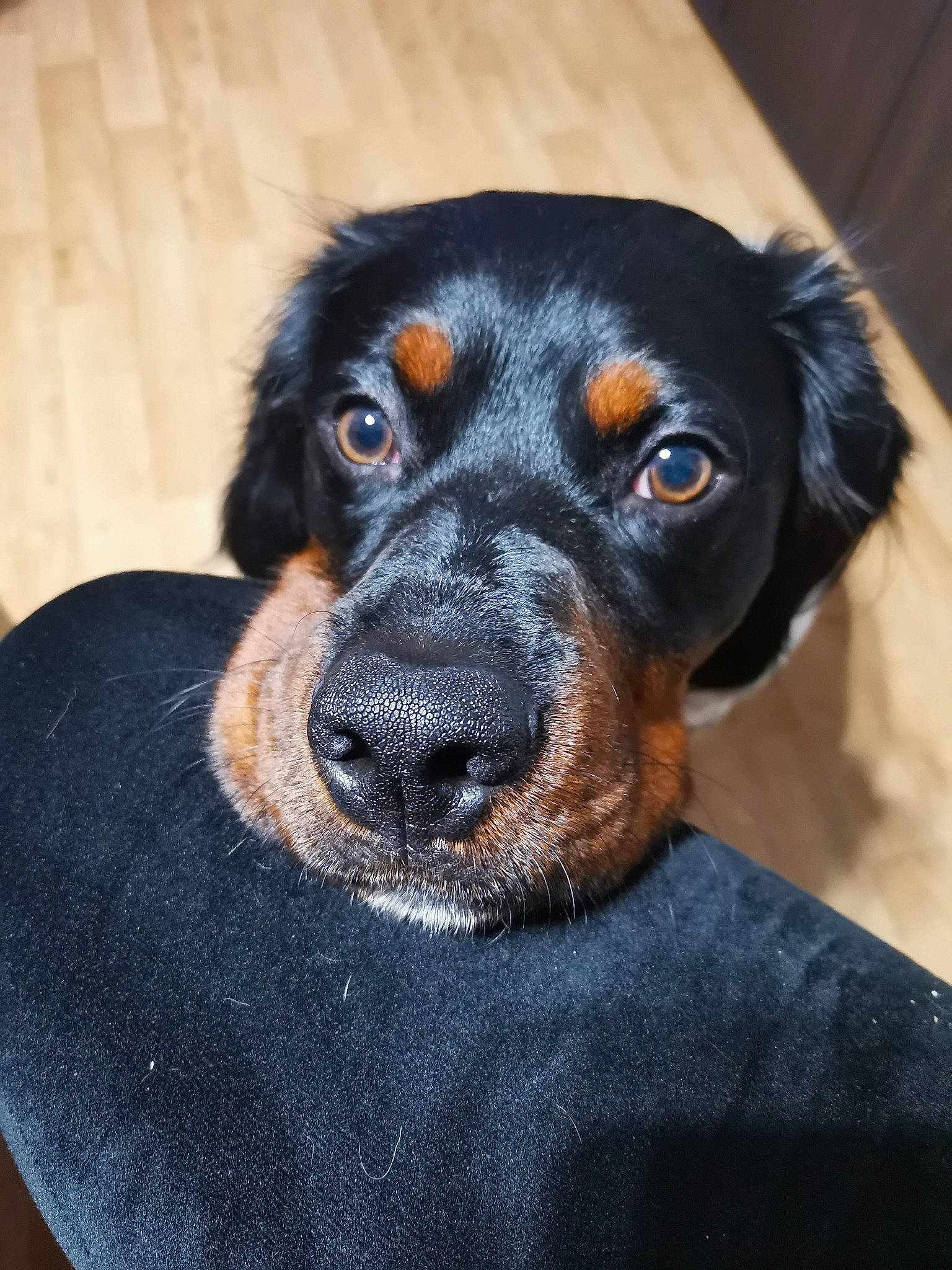 Venom participe au concours pour gagner de l'argent avec cette photo : austrian_black_and_tan_hound, borador, canidae, carnivore, companion_dog, dog, dog_breed, fur, guard_dog, hound, hunting_dog, liver, montenegrin_mountain_hound, puppy, snout, sporting_group, whiskers, working_animal, working_dog