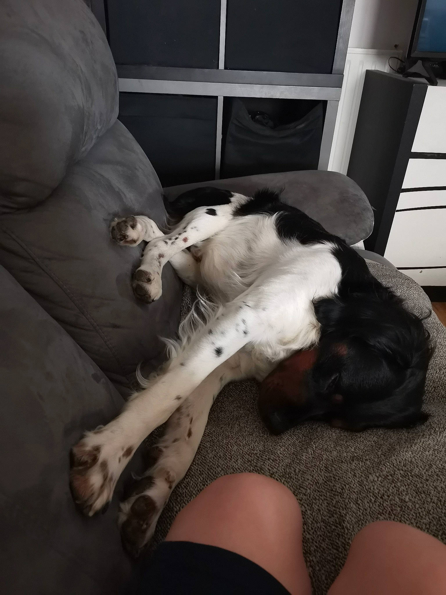 Venom participe au concours pour gagner de l'argent avec cette photo : carnivore, comfort, companion_dog, couch, dog, dog_breed, elbow, fawn, felidae, foot, fur, human_leg, knee, lap, linens, room, small_to_medium_sized_cats, sporting_group, tail, thigh