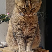 Caline participe au concours pour gagner de l'argent avec cette photo : cat, tabby, feline, pet, animal, wood, sunlight, outdoor, flowerpot, plant, perched, closeup, whiskers, fur, paws, sitting, relaxed, nature, daylight, balcony