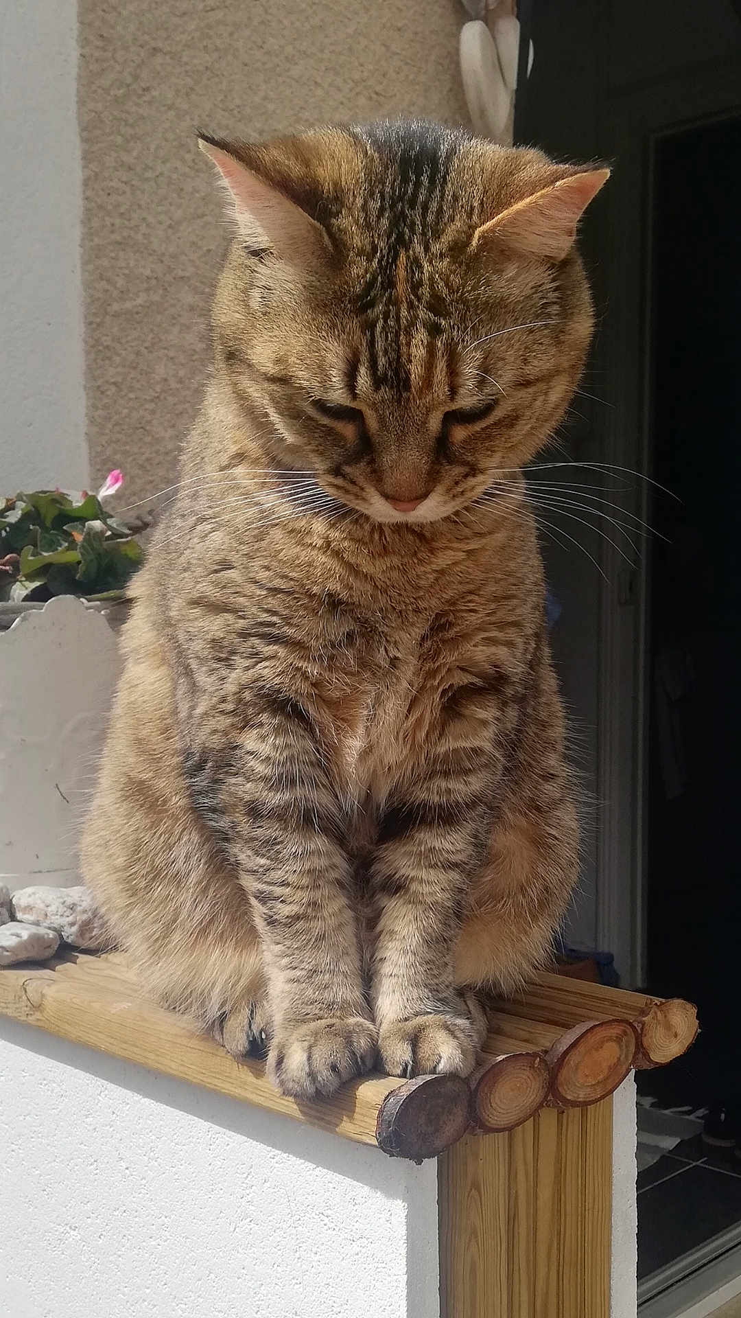 Caline participe au concours pour gagner de l'argent avec cette photo : cat, tabby, feline, pet, animal, wood, sunlight, outdoor, flowerpot, plant, perched, closeup, whiskers, fur, paws, sitting, relaxed, nature, daylight, balcony