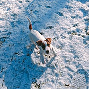 Undy participe au concours pour gagner de l'argent avec cette photo : accessories, animal, beagle, bulldog, canine, chihuahua, dog, hound, ice, leash, nature, outdoors, pet, pitbull, pointer, puppy, sky, snow, strap, winter