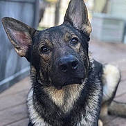 Max is registered to the contest to win money with this photo: dog, german_shepherd, pet, portrait, outdoor, wooden_deck, ears, fur, collar, attentive, eyes, nose, domestic_animal, companion, sitting, close_up, shallow_depth_of_field, bokeh, black_and_tan, muzzle