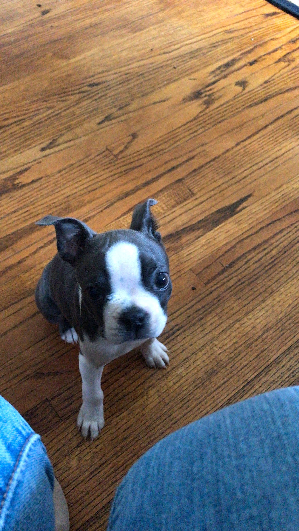 Faith joined the competition — help win amazing prizes! boston_terrier, canidae, carnivore, companion_dog, dog, dog_breed, fawn, floor, flooring, hardwood, plank, snout, sporting_group, tail, toy_dog, varnish, whiskers, wood, wood_stain, working_animal