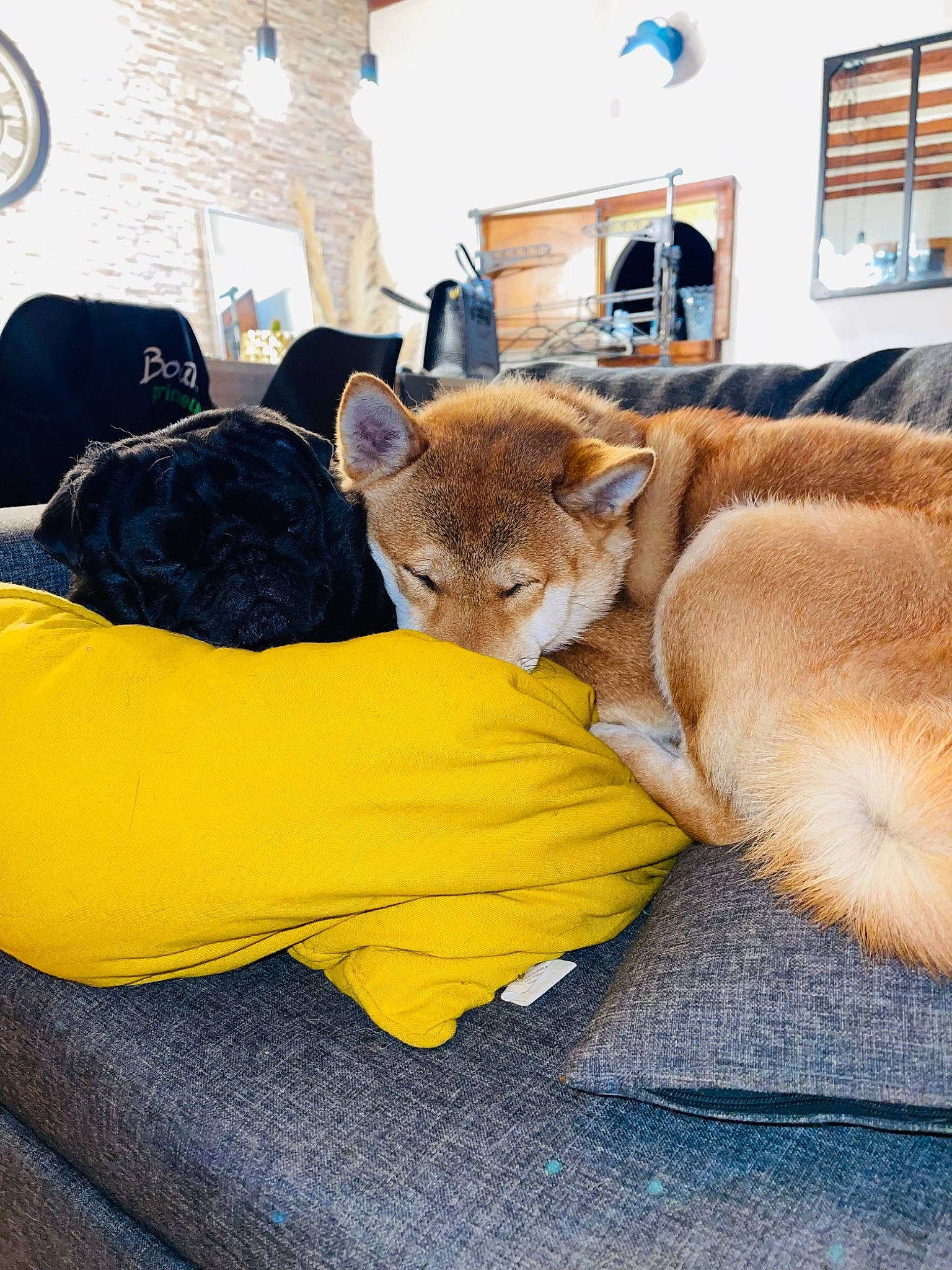 Taïgo participe au concours pour gagner de l'argent avec cette photo : canidae, carnivore, chair, comfort, companion_dog, dog, dog_breed, domestic_short_haired_cat, fawn, felidae, fur, linens, room, small_to_medium_sized_cats, sporting_group, table, tail, terrestrial_animal, whiskers, window