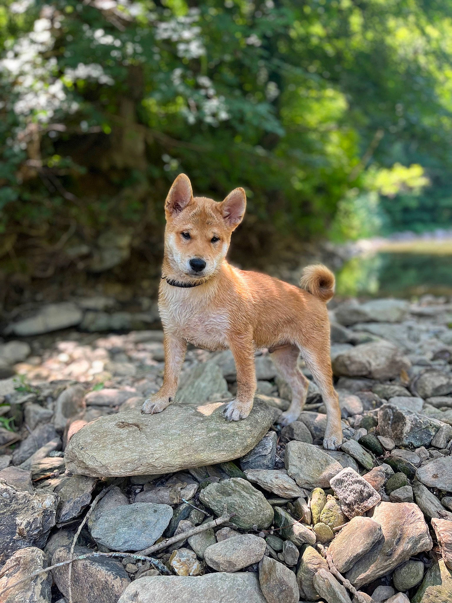 Taïgo participe au concours pour gagner de l'argent avec cette photo : ancient_dog_breeds, bedrock, canis, carnivore, cobblestone, companion_dog, dog, dog_breed, fawn, fox, landscape, rock, soil, spitz, sporting_group, tail, terrestrial_animal, tree, wildlife, wood