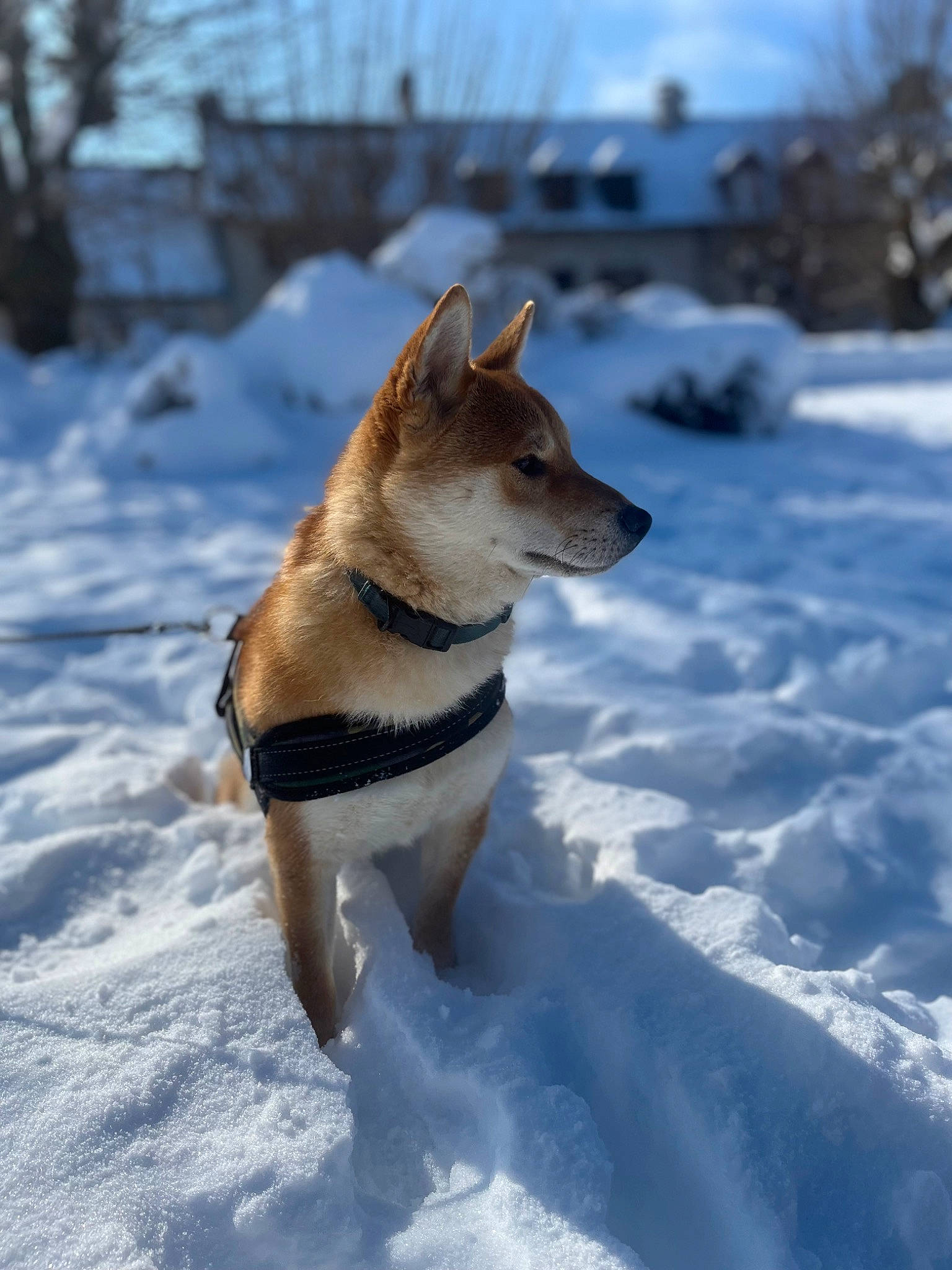 Taïgo a rejoint le concours — aidez-le/la à gagner de superbes lots ! ancient_dog_breeds, carnivore, cloud, collar, companion_dog, dog, dog_breed, dog_supply, fawn, freezing, fur, herding_dog, non_sporting_group, sky, snow, sporting_group, tail, tree, winter, working_dog