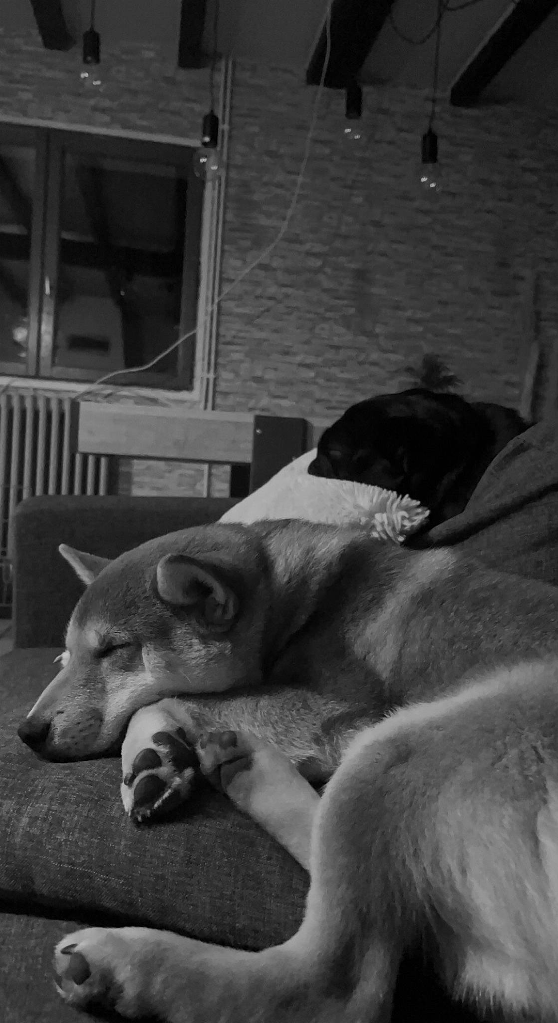 Taïgo a rejoint le concours — aidez-le/la à gagner de superbes lots ! black_and_white, carnivore, comfort, companion_dog, dog, dog_breed, fawn, fur, grey, monochrome, monochrome_photography, nap, room, snout, sporting_group, style, terrestrial_animal, whiskers, wood, working_animal