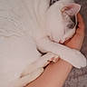 animal, bed, cat, collar, comfort, cozy, cute, cute_pet, domestic_animal, fur, human_arm, indoor, paw, peaceful, pet, relaxation, resting, sleeping, snuggle, white_cat