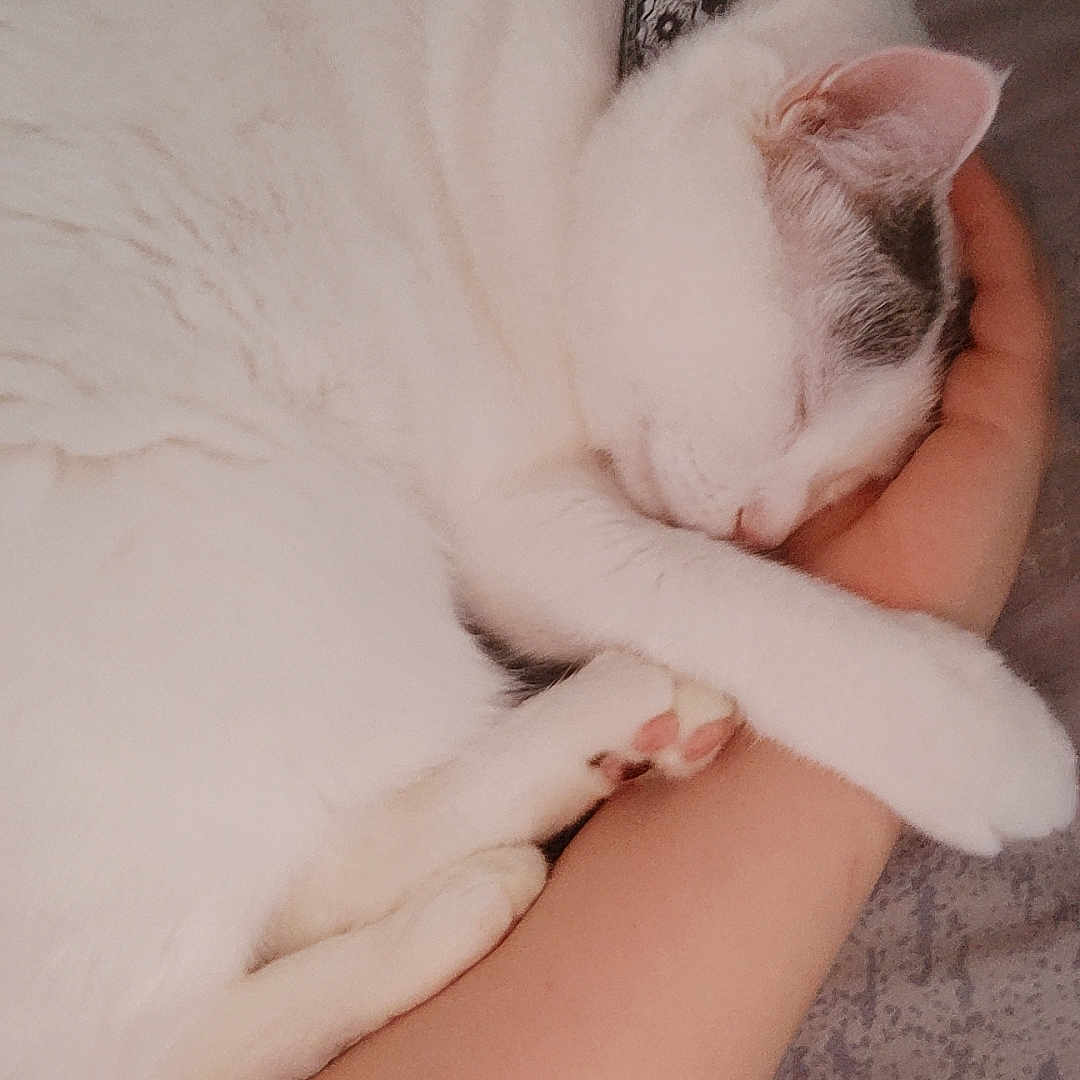 Layka