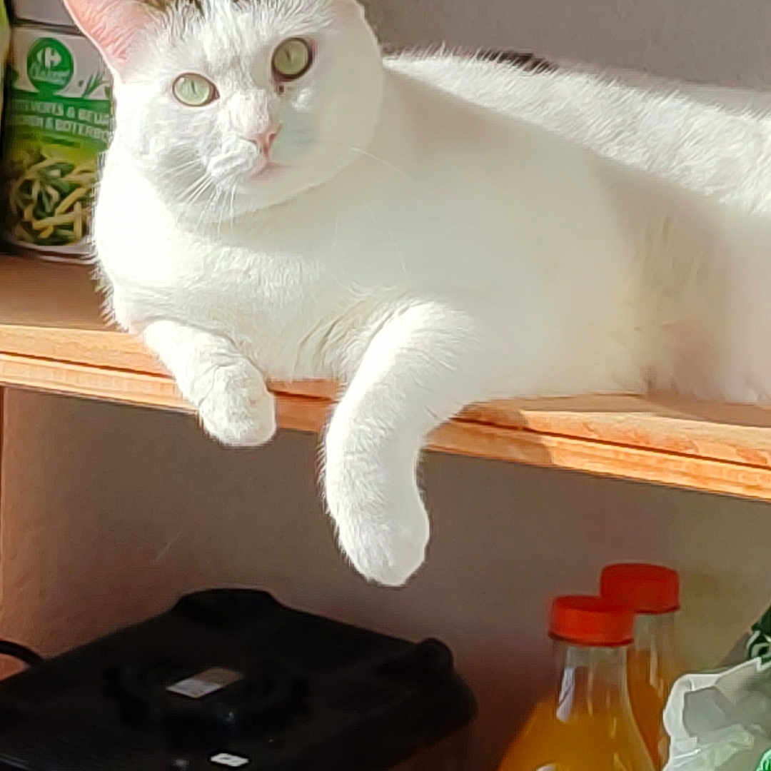 Layka