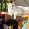 bottle, canned_goods, cat, curious, domestic_animal, feline, food_storage, household, indoor, kitchen, orange_juice, pantry, pet, plastic_bag, relaxed, resting, shelf, sunlight, white_cat, wooden_shelf