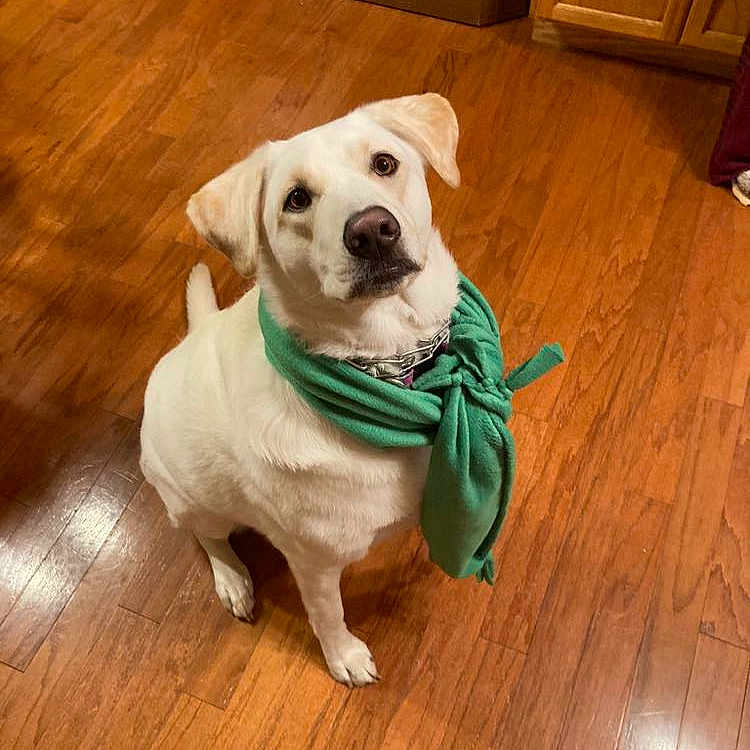 Roxie joined the competition — help win amazing prizes! alert, animal, canine, collar, companion, cute, dog, domestic_animal, ears, friendly, fur, green_scarf, household, indoor, looking_up, pet, scarf, sitting, white_dog, wooden_floor
