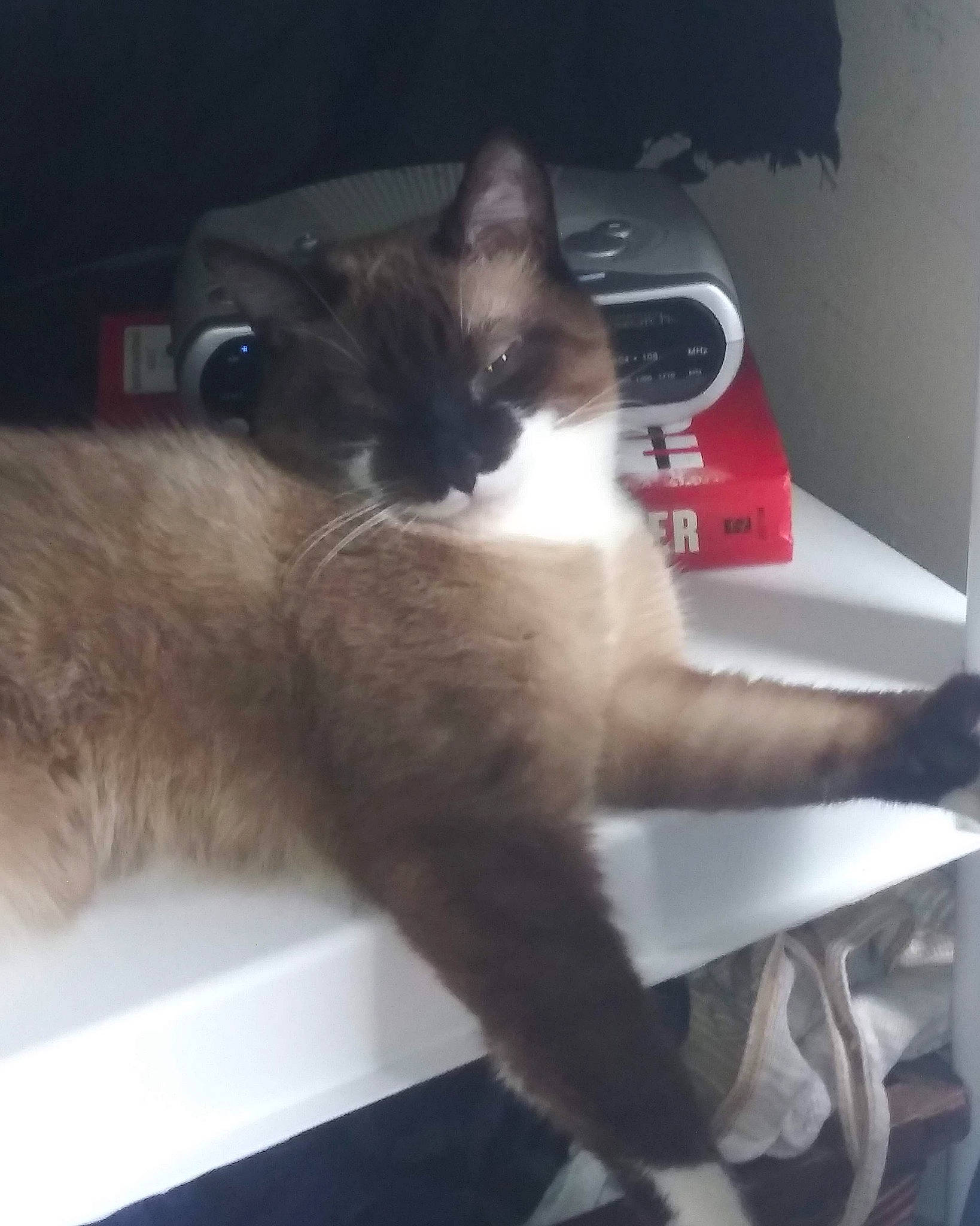 Alvin is registered to the contest to win money with this photo: automotive_exterior, automotive_window_part, box, carnivore, cat, comfort, domestic_short_haired_cat, felidae, fur, hardwood, human_leg, lap, leg, paw, small_to_medium_sized_cats, snout, tail, whiskers, window, windshield