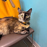 Lorie is registered to the contest to win money with this photo: animal, blue_wall, calm, cat, chair, collar, colorful, curious, domestic, feline, floor, fur, indoor, looking, metal_legs, pet, seated, tortoiseshell, whiskers, yellow_bag