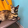 animal, blue_wall, calm, cat, chair, collar, colorful, curious, domestic, feline, floor, fur, indoor, looking, metal_legs, pet, seated, tortoiseshell, whiskers, yellow_bag