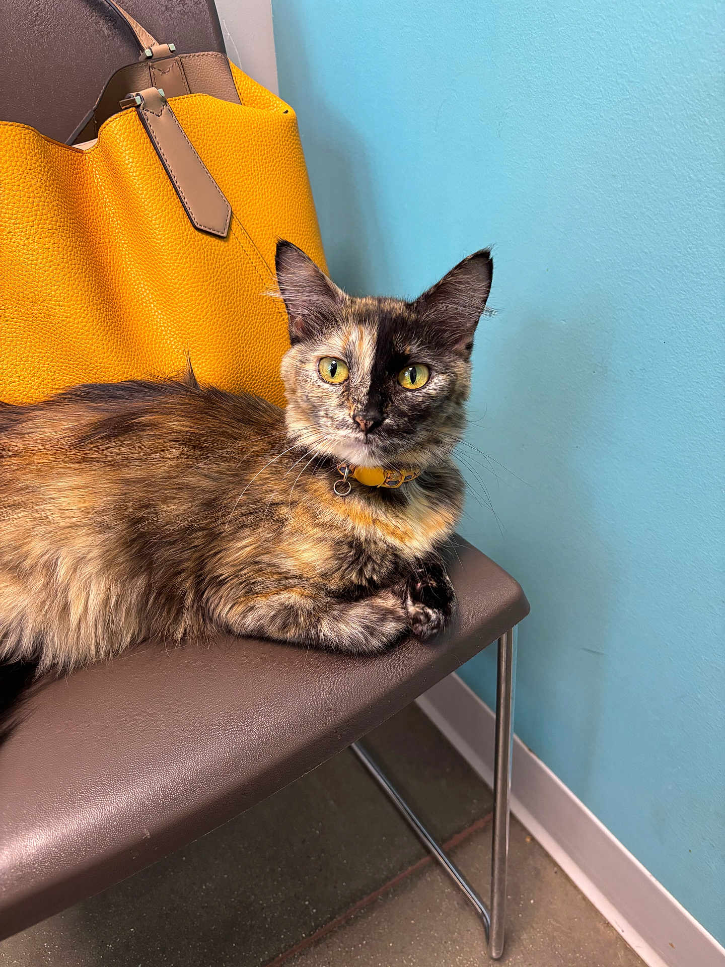 Lorie is registered to the contest to win money with this photo: animal, blue_wall, calm, cat, chair, collar, colorful, curious, domestic, feline, floor, fur, indoor, looking, metal_legs, pet, seated, tortoiseshell, whiskers, yellow_bag