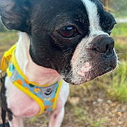 Duke joined the competition — help win amazing prizes! dog, boston_terrier, pet, animal, closeup, outdoor, harness, black_and_white, fur, face, snout, ears, grass, nature, portrait, canine, looking_away, small_dog, cute, daylight