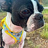 dog, boston_terrier, pet, animal, closeup, outdoor, harness, black_and_white, fur, face, snout, ears, grass, nature, portrait, canine, looking_away, small_dog, cute, daylight