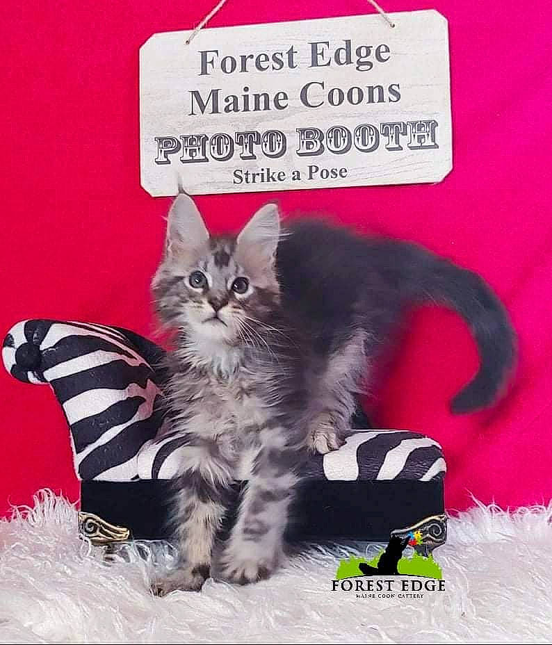 Gideon is registered to the contest to win money with this photo: advertising, carnivore, cat, cat_supply, cat_toy, claw, domestic_short_haired_cat, event, felidae, font, fur, magenta, paw, pet_supply, photo_caption, poster, publication, small_to_medium_sized_cats, tail, whiskers