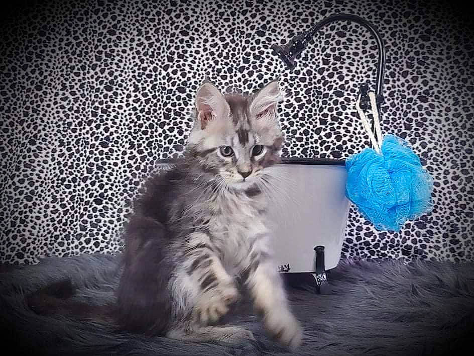 Gideon is registered to the contest to win money with this photo: carnivore, cat, claw, comfort, darkness, domestic_short_haired_cat, electric_blue, fashion_accessory, felidae, font, fur, grey, jewellery, pattern, paw, sitting, small_to_medium_sized_cats, still_life_photography, tail, whiskers