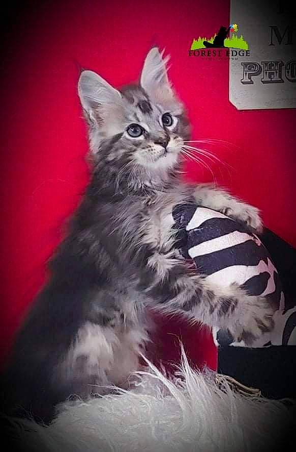 Gideon is registered to the contest to win money with this photo: carnivore, cat, claw, darkness, event, felidae, font, fur, graphic_design, magenta, monochrome, monochrome_photography, paw, photo_caption, small_to_medium_sized_cats, still_life_photography, whiskers