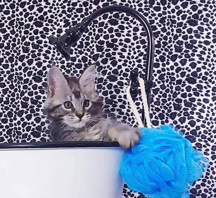 Gideon is registered to the contest to win money with this photo: art, blue, carnivore, cat, domestic_short_haired_cat, electric_blue, felidae, font, grey, illustration, mammal, organism, pattern, product, small_to_medium_sized_cats, tail, vertebrate, wall, whiskers, window