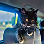Loki is registered to the contest to win money with this photo: animal, black_cat, car_interior, cat, closeup, curious, cute, feline, fur, golden_eyes, headrest, indoor, kitten, paws, pet, relaxed, seat, vehicle, whiskers, young_cat