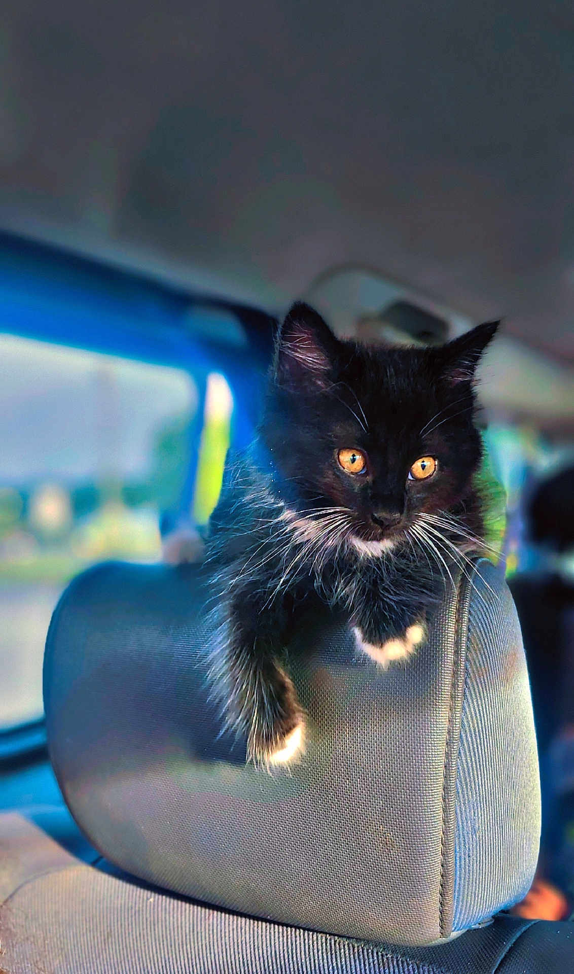 Loki