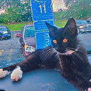Loki joined the competition — help win amazing prizes! animal, black_and_white, car_dashboard, cars, cat, close_up, curious, feline, kitten, lying_down, orange_eyes, outdoor, parking_lot, paws, pet, rain, raindrops, whiskers, window, windshield