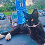 animal, black_and_white, car_dashboard, cars, cat, close_up, curious, feline, kitten, lying_down, orange_eyes, outdoor, parking_lot, paws, pet, rain, raindrops, whiskers, window, windshield