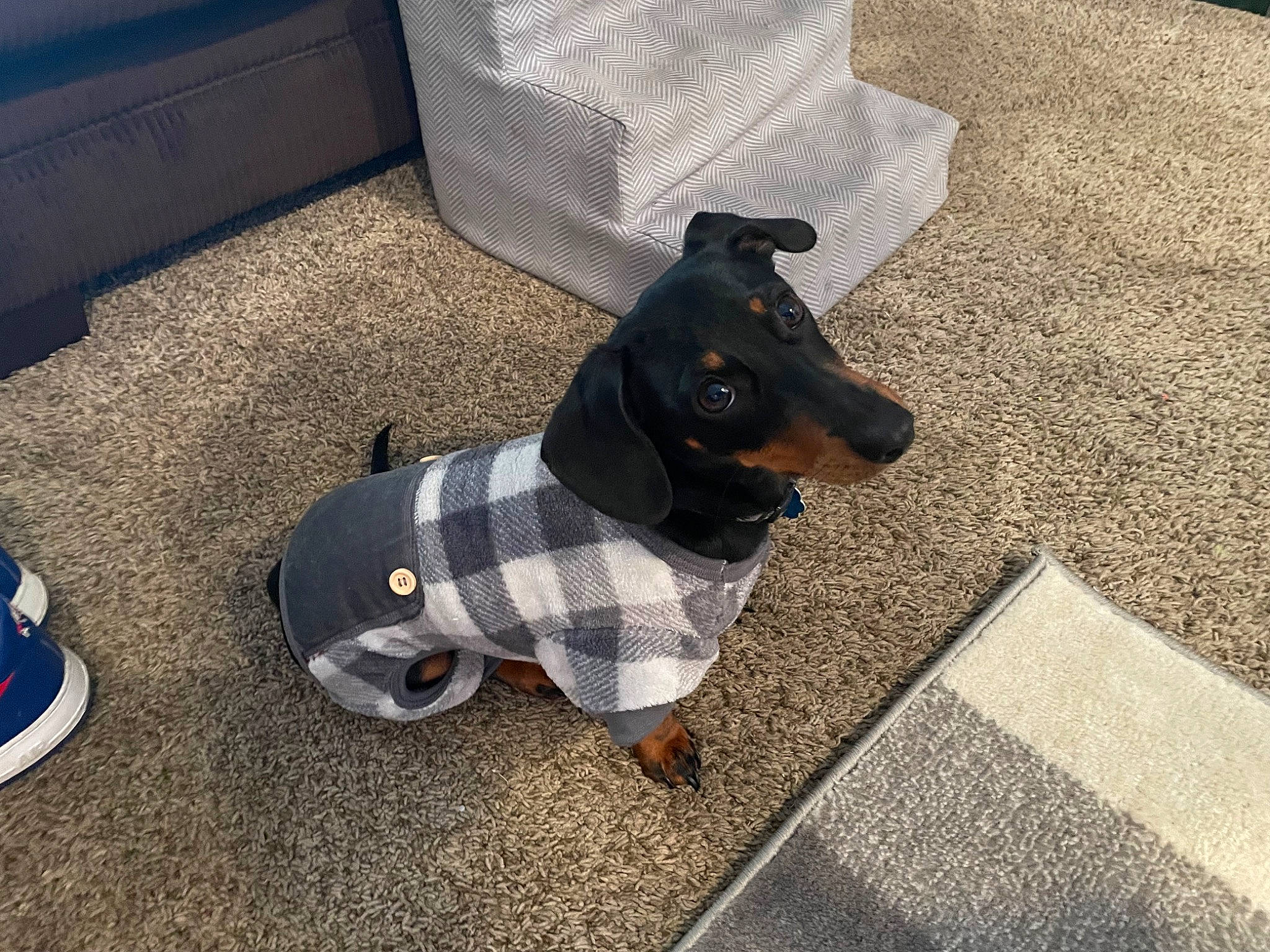 Rex is registered to the contest to win money with this photo: asphalt, canidae, carnivore, collar, companion_dog, dog, dog_breed, dog_clothes, dog_collar, dog_supply, fawn, flooring, grey, leash, pet_supply, road_surface, snout, sporting_group, tail, working_animal