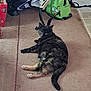 animal, backpack, carpet, cat, colorful, cozy, curious, domestic, feline, floor, fur, household, indoor, looking, luggage, pet, relaxed, resting, tail, tortoiseshell_cat