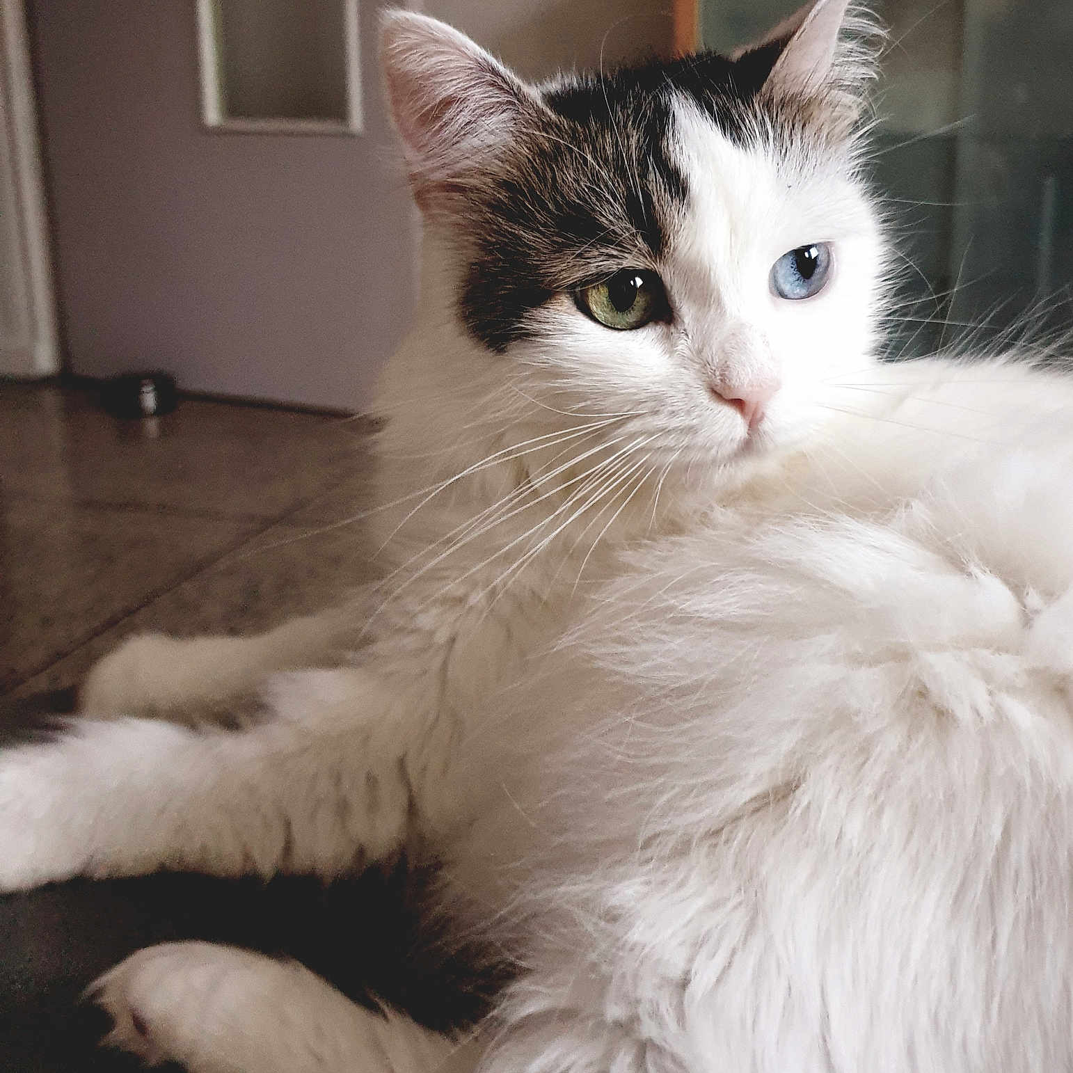 Nala participe au concours pour gagner de l'argent avec cette photo : animal, blue_eye, cat, close_up, cute, domestic_cat, door, feline, floor, fluffy_fur, green_eye, heterochromia, indoor, pet, portrait, relaxed, soft_light, whiskers, white_cat, window