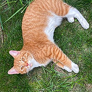 Leo joined the competition — help win amazing prizes! cat, orange_tabby, white_paws, grass, outdoor, pet, animal, feline, laying_down, curious, nature, whiskers, ears, tail, greenery, sunlight, relaxing, cute, domestic_animal, fur