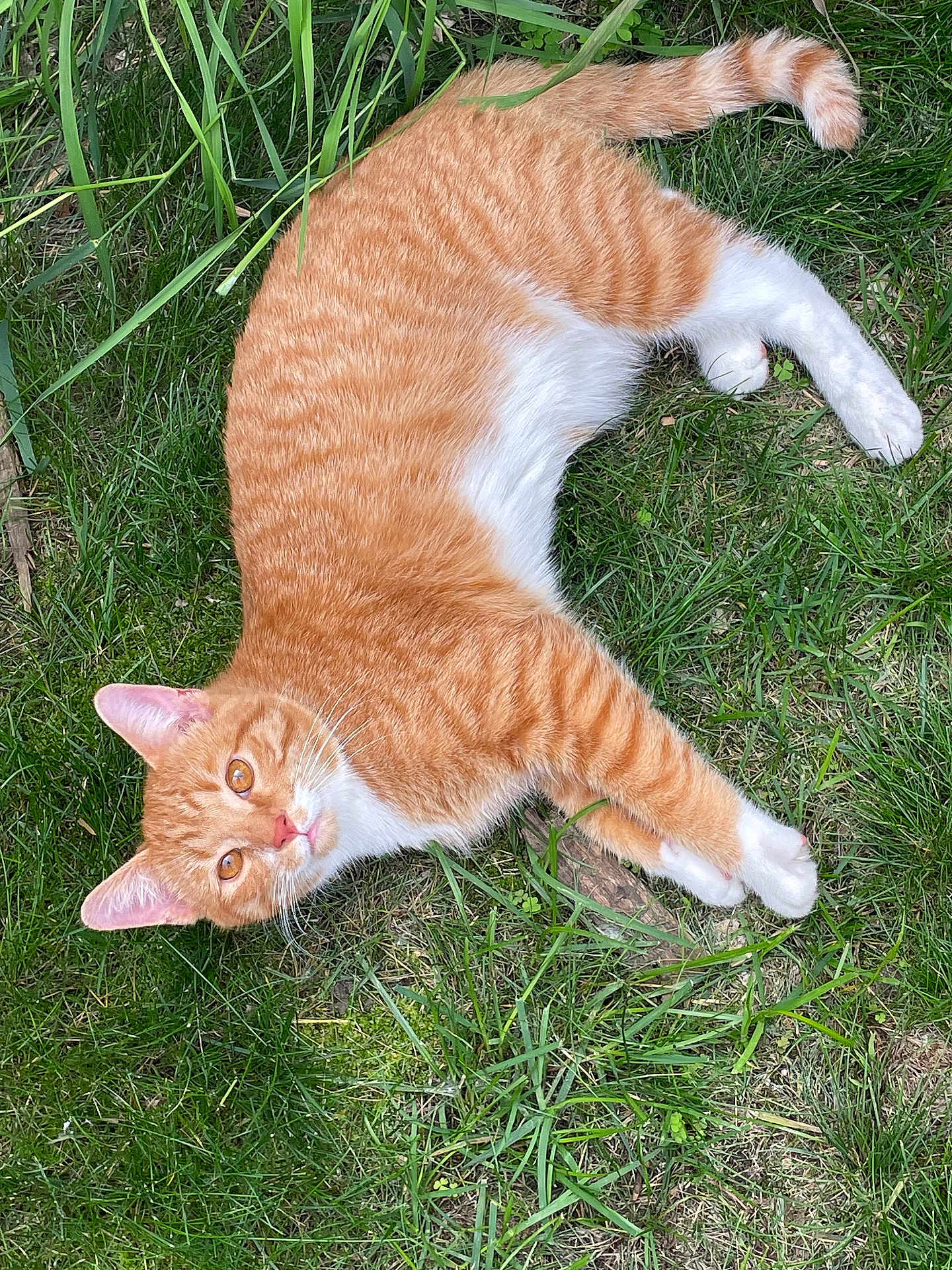 Leo