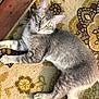 cat, gray_tabby, green_eyes, lying_down, indoor, rug, patterned_rug, feline, pet, whiskers, ears, paws, fur, relaxed, looking_at_camera, wood_floor, sunlight, shadow, domestic_cat, closeup
