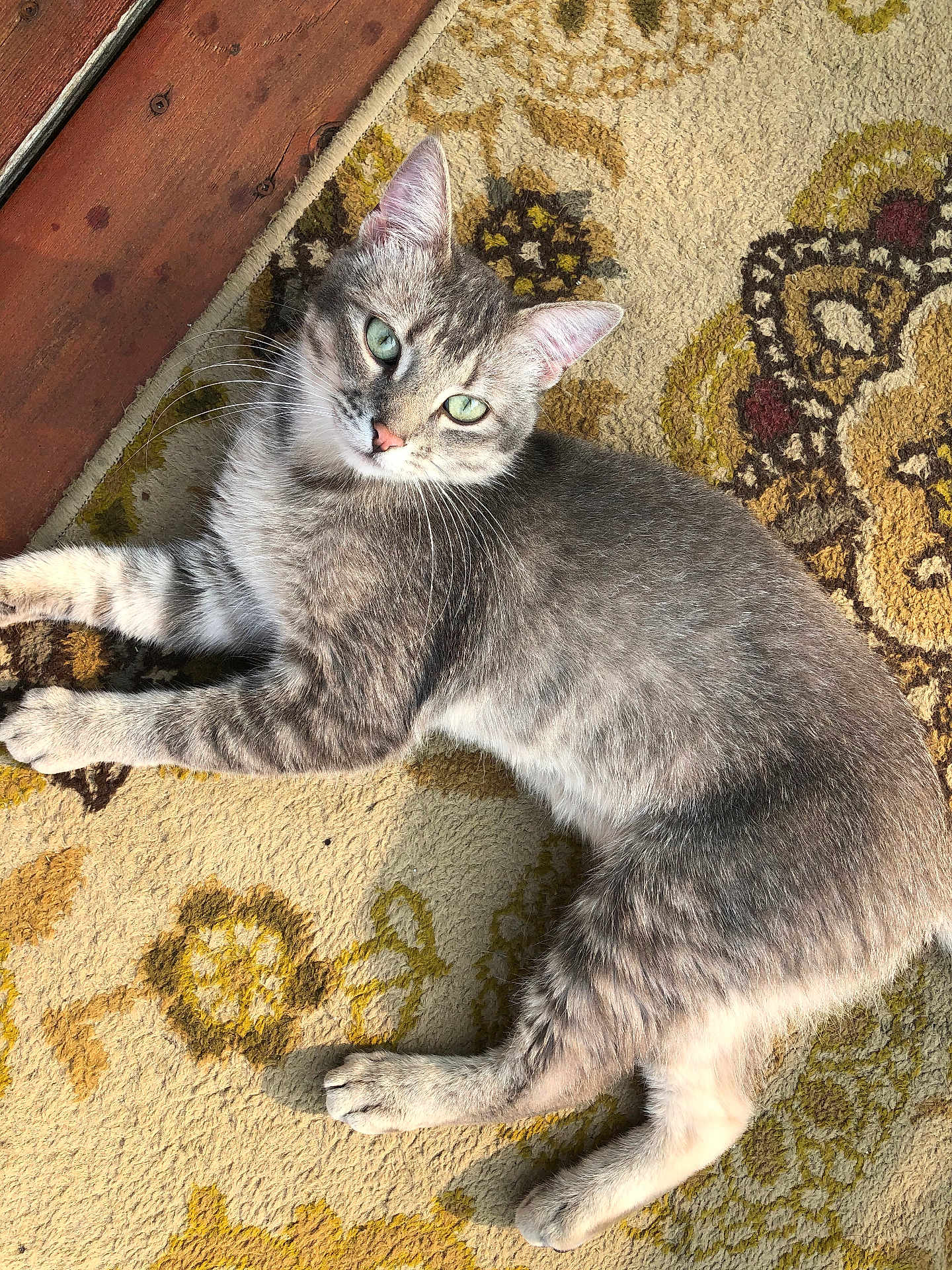 Marley joined the competition — help win amazing prizes! cat, gray_tabby, green_eyes, lying_down, indoor, rug, patterned_rug, feline, pet, whiskers, ears, paws, fur, relaxed, looking_at_camera, wood_floor, sunlight, shadow, domestic_cat, closeup