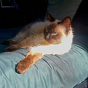 Bianca a rejoint le concours — aidez-le/la à gagner de superbes lots ! animal, bed, blue_eyes, cat, closeup, comfortable, cozy, cushion, domestic_animal, feline, fur, indoor, paw, pet, portrait, relaxing, resting, siamese_cat, sunlight, whiskers