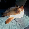 animal, bed, blue_eyes, cat, closeup, comfortable, cozy, cushion, domestic_animal, feline, fur, indoor, paw, pet, portrait, relaxing, resting, siamese_cat, sunlight, whiskers