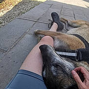 Koro participe au concours pour gagner de l'argent avec cette photo : dog, person, hand, leg, shoe, pavement, outdoor, car, shadow, grass, stone_wall, people, shorts, petting, relaxation, sunlight, leash, resting, casual, comfort